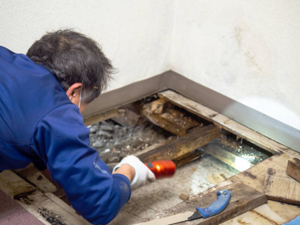 Best Professional Mold Removal  in Madison, SD