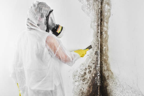 Best Local Mold Removal Service  in Madison, SD