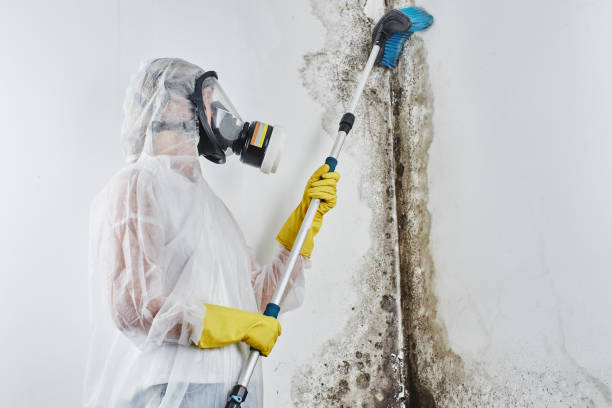 Best Best Mold Removal Companies  in Madison, SD