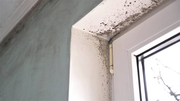 Best Mold Cleaning Services  in Madison, SD