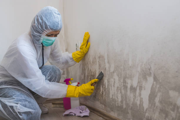 Professional Mold Removal in Madison, SD