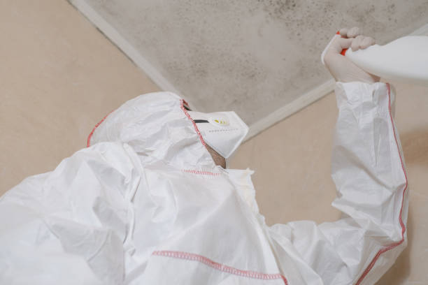 Best Attic Mold Removal  in Madison, SD