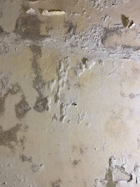 Best Office Mold Removal Services  in Madison, SD