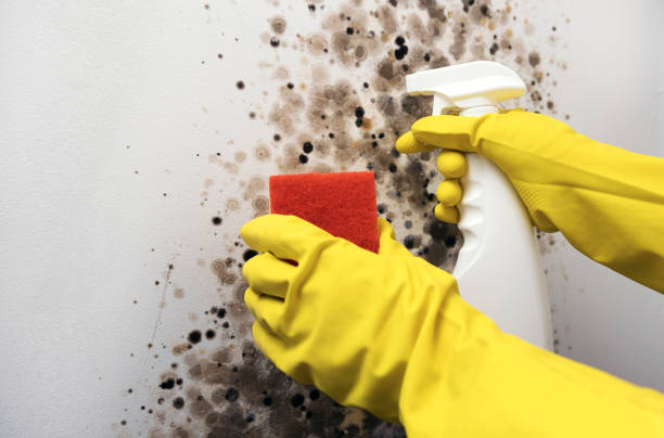 Office Mold Removal Services in Madison, SD