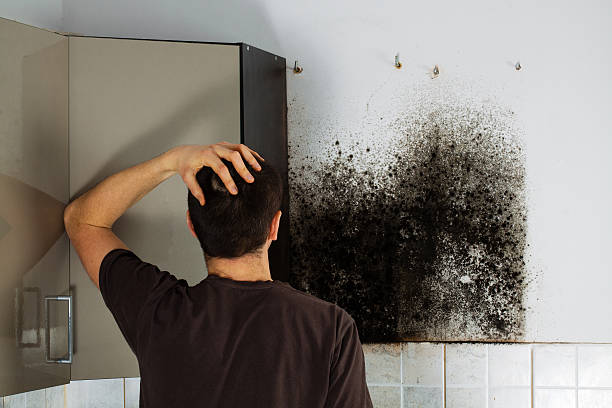 Best Toxic Mold Removal  in Madison, SD