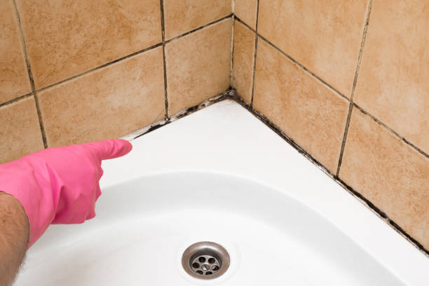 Best Mold Cleaning Services  in Madison, SD